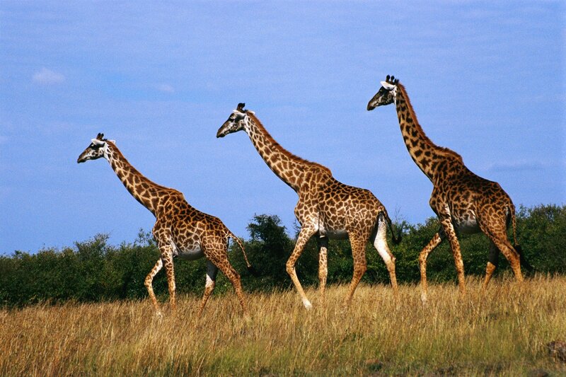 three giraffes walking in savanna