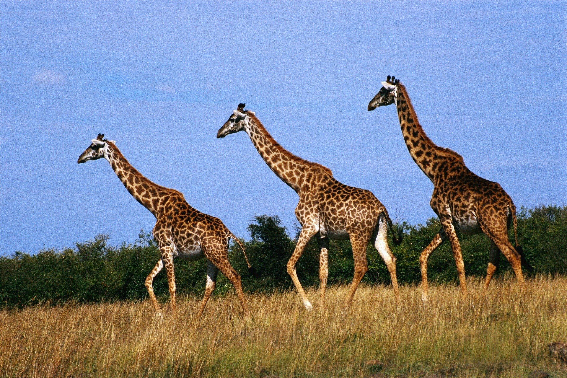 three giraffes walking in savanna