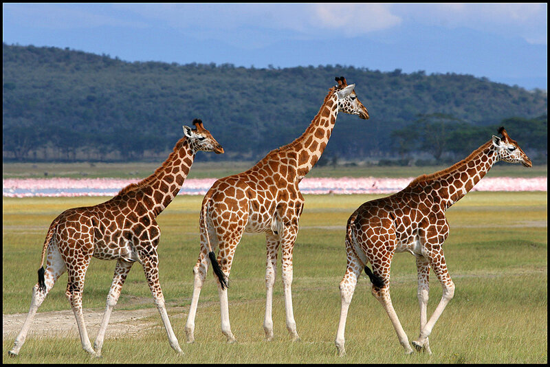 Three Giraffes Walking