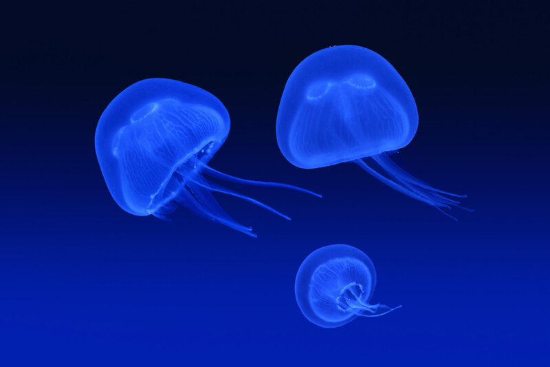 Three glowing blue jellyfish