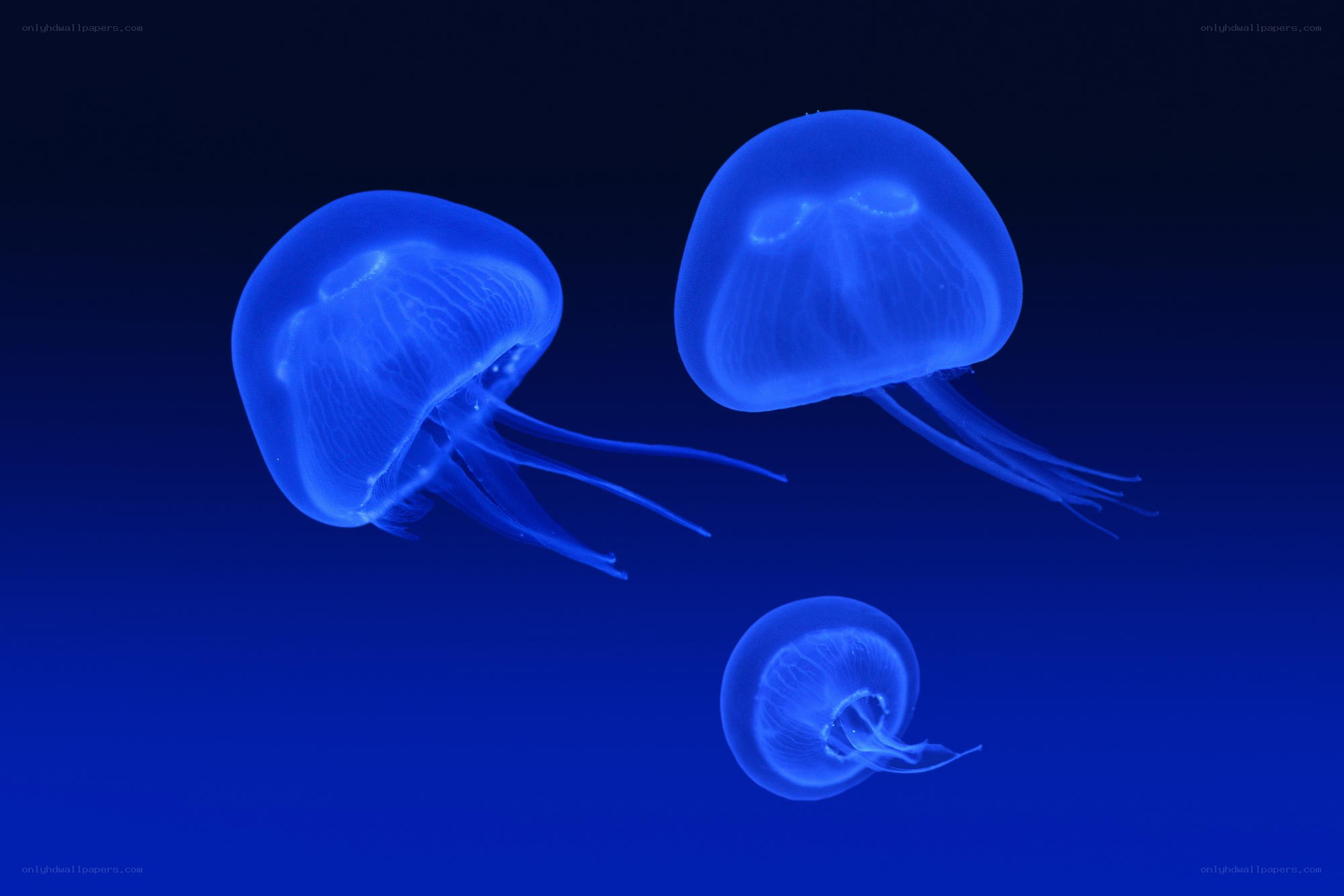 Three glowing blue jellyfish