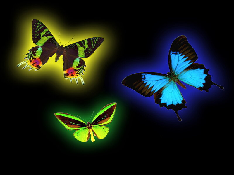 Three Glowing Butterflies — Blue