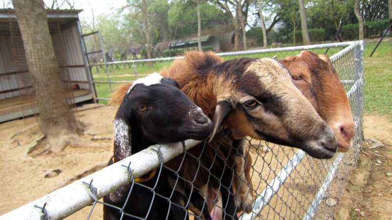 Three Goats at Fence