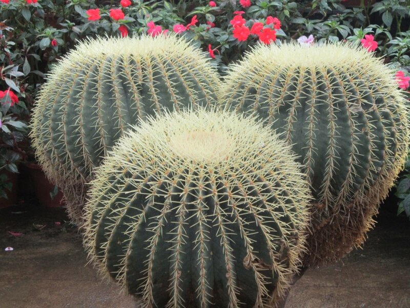 Three Golden Barrel Cacti