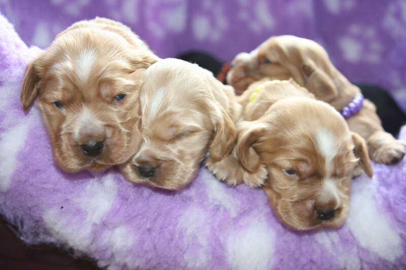 Three Golden Cocker Spaniel Puppies