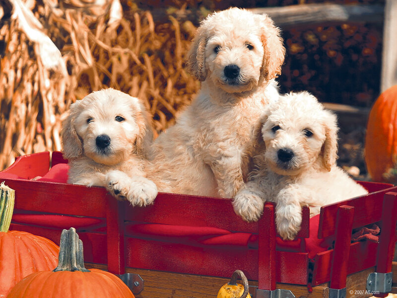 Three Golden Doodle Puppies