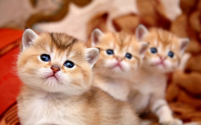 Three Golden Kittens — Orange