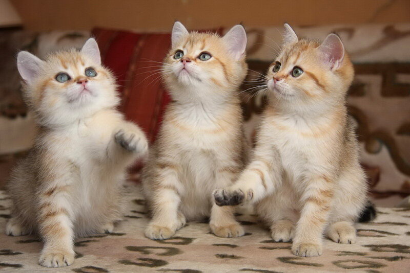 Three Golden Kittens