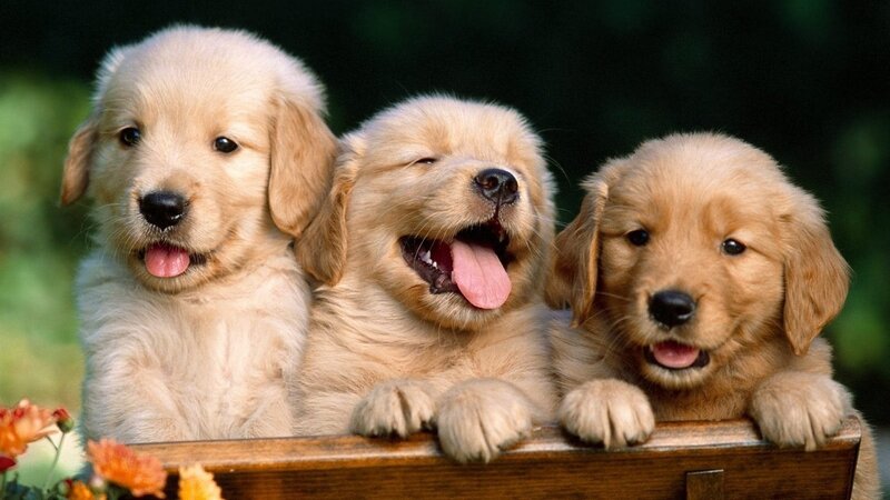 three golden retriever puppies