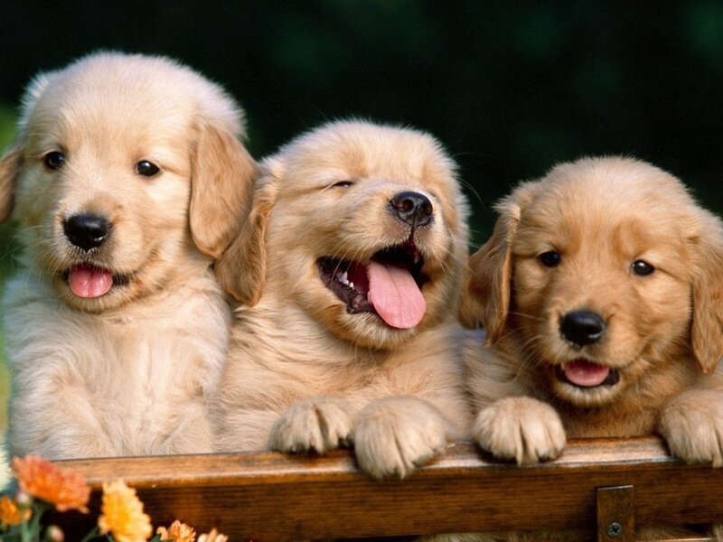 three golden retriever puppies