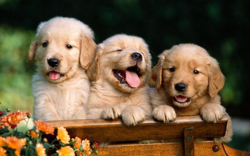 three golden retriever puppies