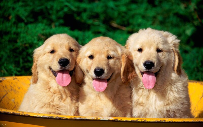 Three golden retriever puppies