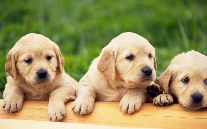 three golden retriever puppies
