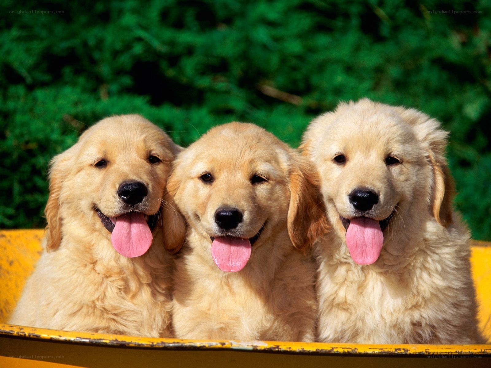 three golden retriever puppies
