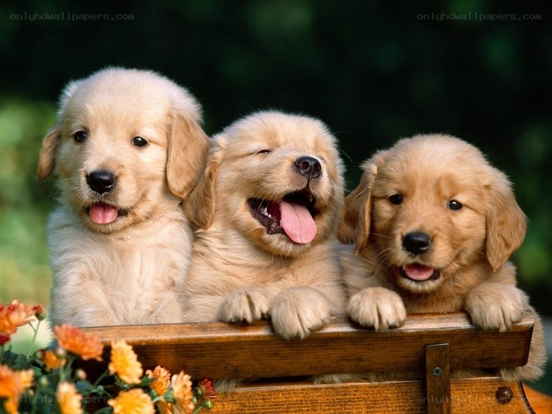 three golden retriever puppies