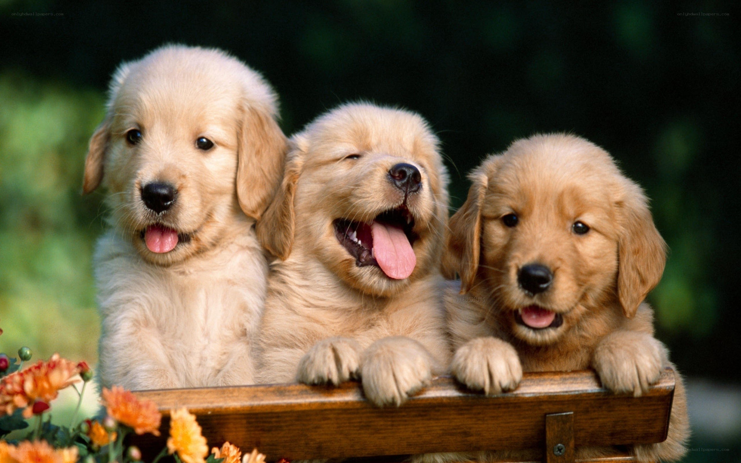 Three golden retriever puppies