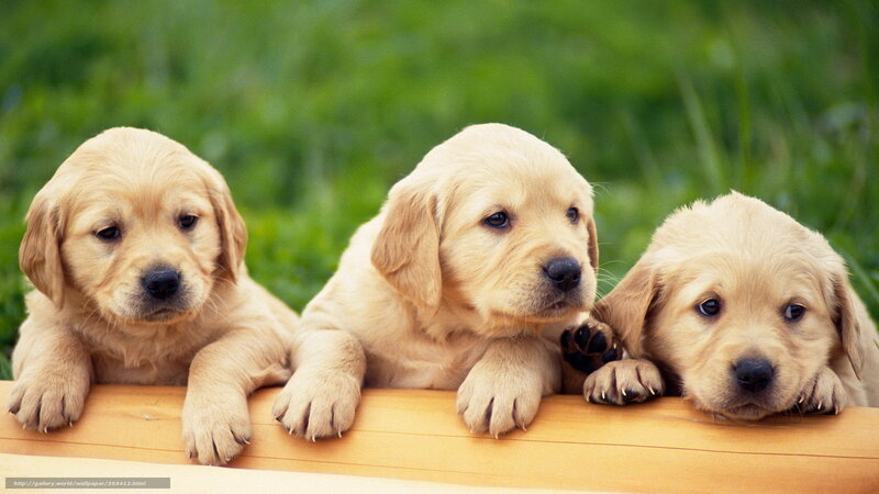 Three golden retriever puppies