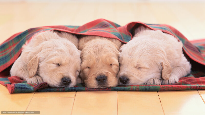 Three Golden Retriever Puppies — Beige