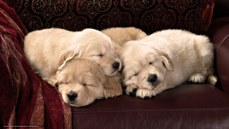 Three Golden Retriever Puppies — Brown, Peaceful, Photograph