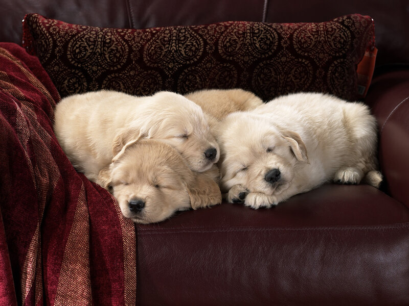 Three Golden Retriever Puppies — Brown, Peaceful