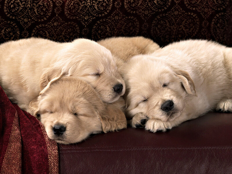 Three Golden Retriever Puppies — Brown