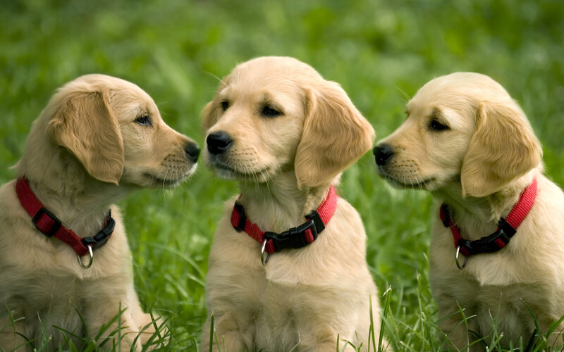 Three Golden Retriever Puppies — Calm, Afternoon, Photograph, Collars