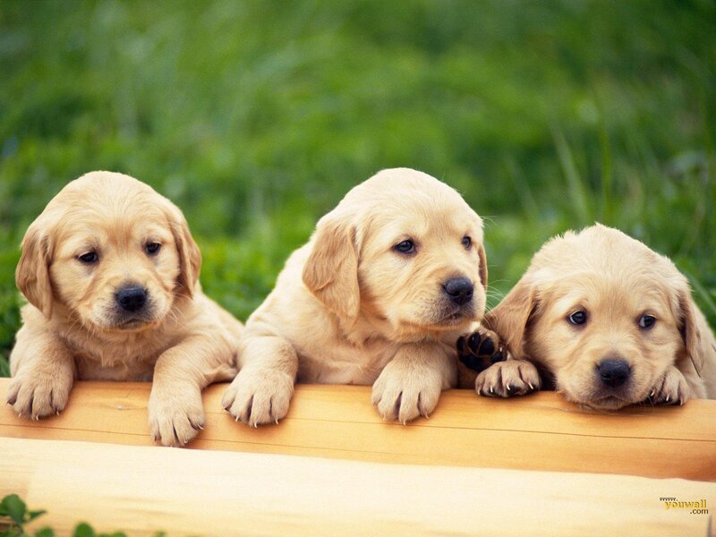 Three Golden Retriever Puppies — Calm, Afternoon, Photograph