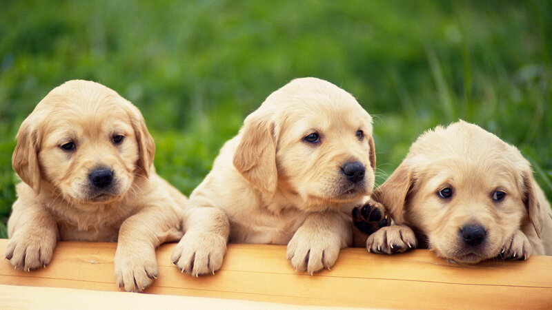Three Golden Retriever Puppies — Calm, Afternoon