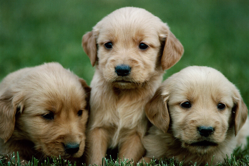 Three Golden Retriever Puppies — Calm, Photograph, Grass