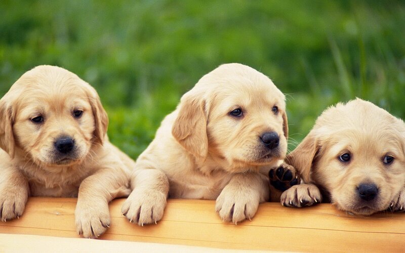 Three Golden Retriever Puppies — Calm, Photograph