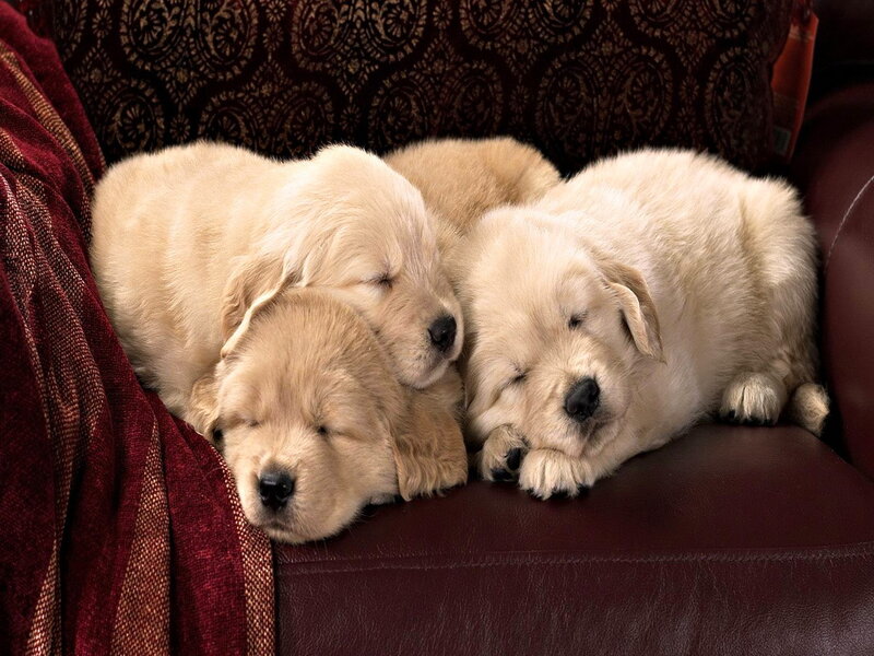 Three Golden Retriever Puppies — Cream, Peaceful