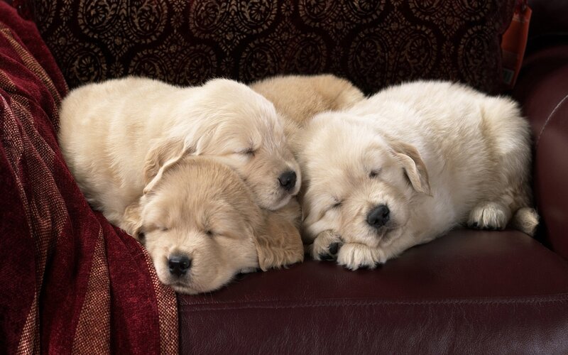 Three Golden Retriever Puppies — Cream