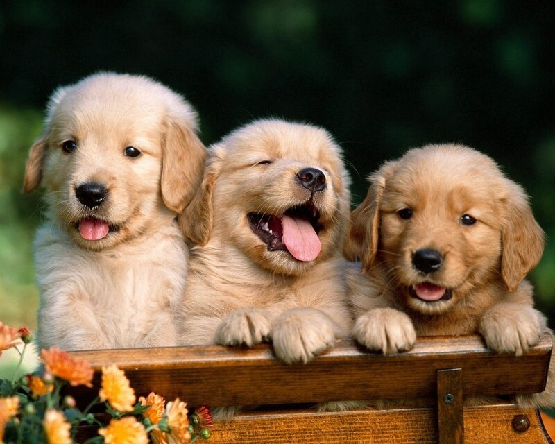Three Golden Retriever Puppies — Flowers