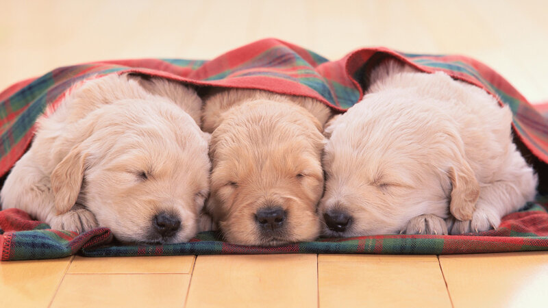 Three Golden Retriever Puppies — Gold