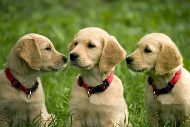 Three Golden Retriever Puppies — Green, Calm