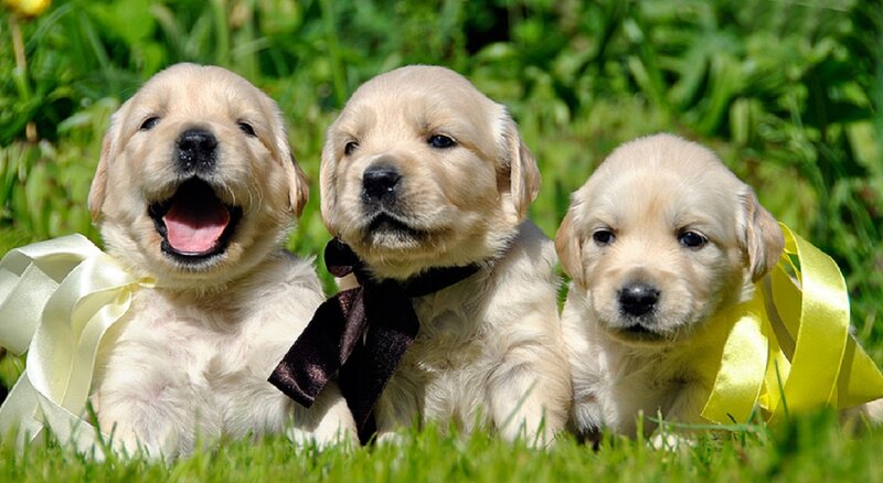Three Golden Retriever Puppies — Green
