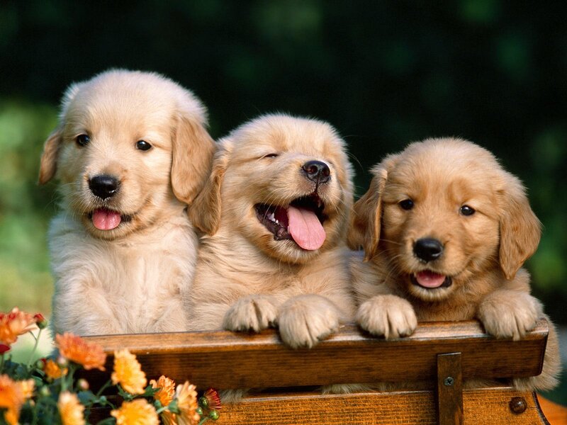 Three Golden Retriever Puppies — Greenery