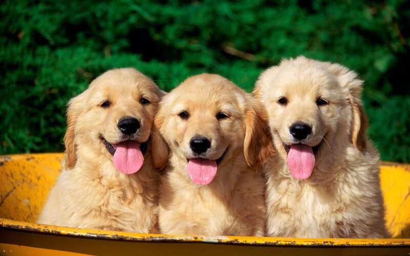 Three Golden Retriever Puppies — Happy, Afternoon, Photograph