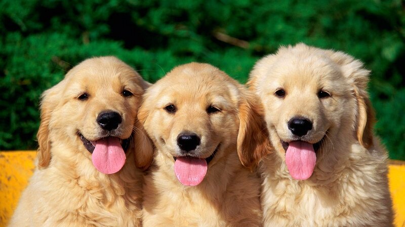 Three Golden Retriever Puppies — Happy, Afternoon, Photograph, Tongues, Green Foliage