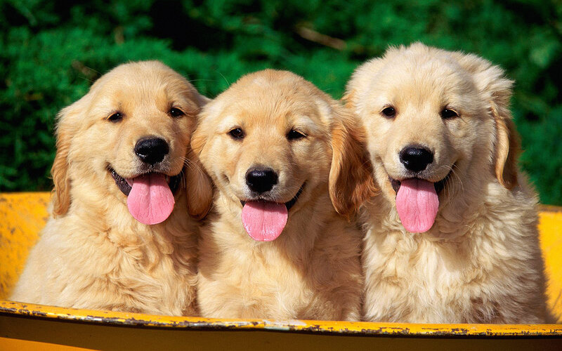 Three Golden Retriever Puppies — Happy, Afternoon