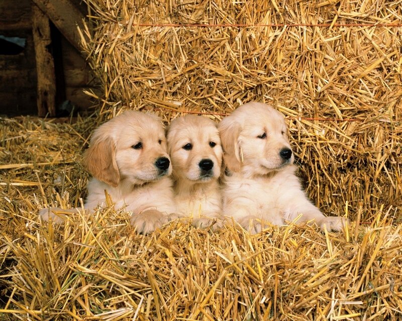 Three golden retriever puppies in hay