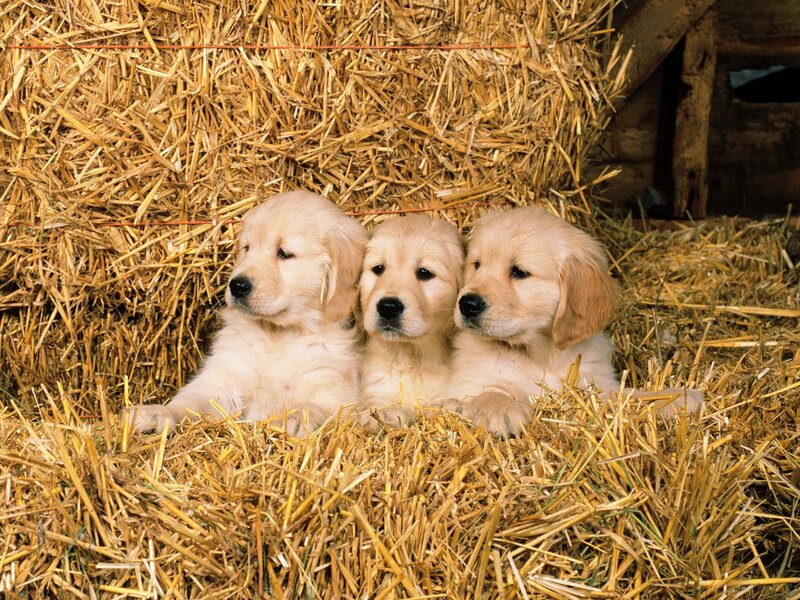Three golden retriever puppies in hay
