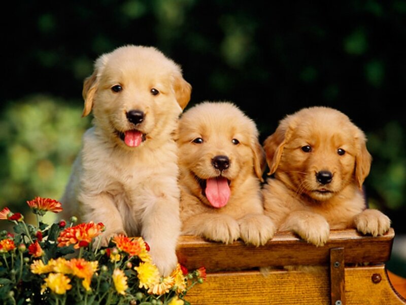Three Golden Retriever Puppies — Playful, Afternoon, Photograph, Flowers