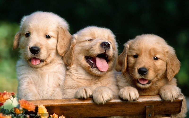 Three Golden Retriever Puppies — Playful, Afternoon, Photograph