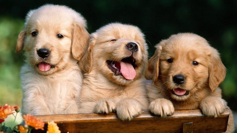 Three Golden Retriever Puppies — Playful, Afternoon