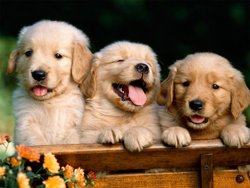 Three Golden Retriever Puppies — Playful
