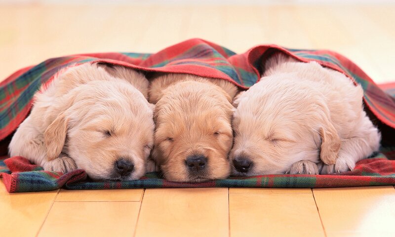 Three Golden Retriever Puppies — Red, Peaceful