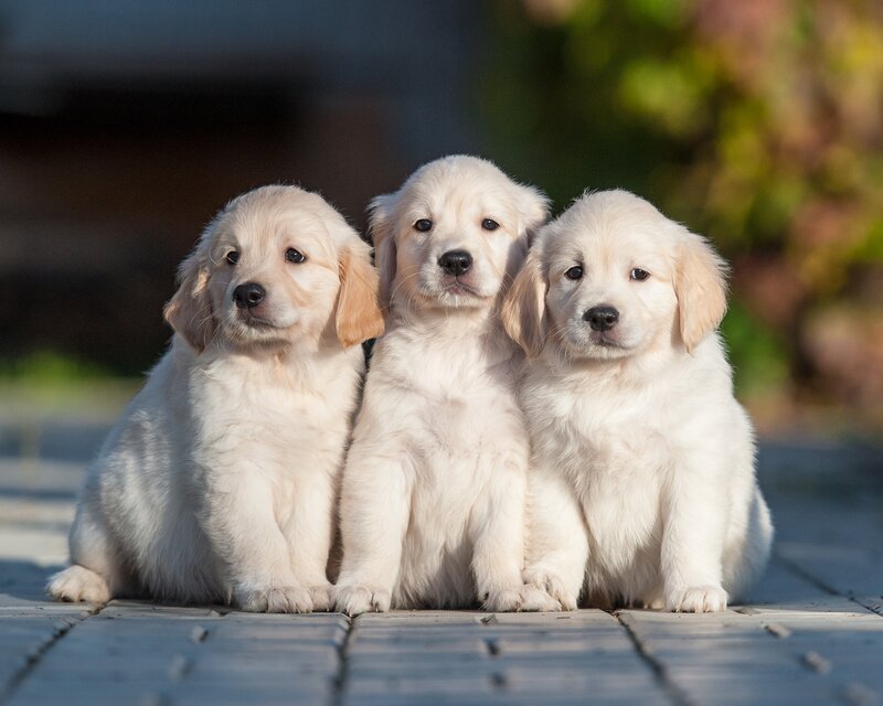Three Golden Retriever Puppies — White, Calm, Afternoon