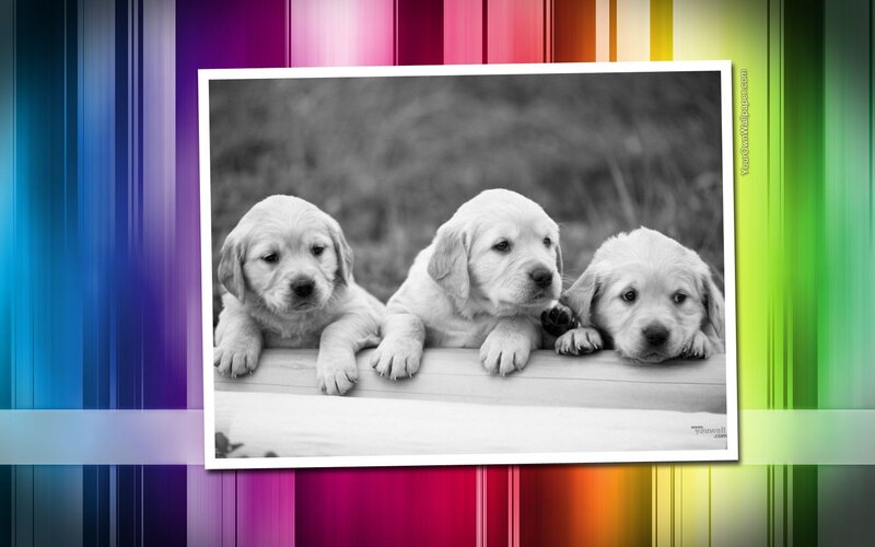 Three Golden Retriever Puppies — White, Calm, Photograph