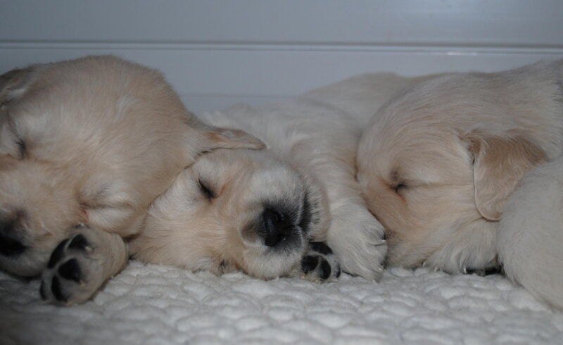 Three Golden Retriever Puppies — White, Peaceful